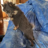 AKC MR. BLUE, a male Pomeranian for sale in Lovington, NM – Photo 10 of 10