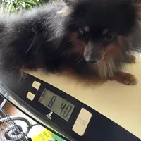 AKC MR. BLUE, a male Pomeranian for sale in Lovington, NM – Photo 2 of 10