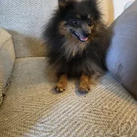 AKC MR. BLUE, a male Pomeranian for sale in Lovington, NM – Photo 4 of 10