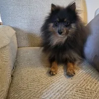 AKC MR. BLUE, a male Pomeranian for sale in Lovington, NM – Photo 1 of 10