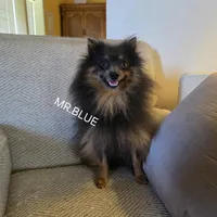 AKC MR. BLUE, a male Pomeranian for sale in Lovington, NM – Photo 3 of 10