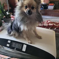 AKC FUZZY BUTT, a female Pomeranian for sale in Lovington, NM – Photo 2 of 10