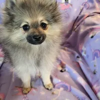 AKC FUZZY BUTT, a female Pomeranian for sale in Lovington, NM – Photo 6 of 10