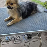 AKC FUZZY BUTT, a female Pomeranian for sale in Lovington, NM – Photo 3 of 10