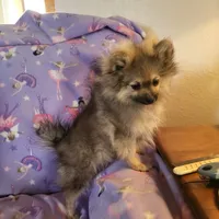 AKC FUZZY BUTT, a female Pomeranian for sale in Lovington, NM – Photo 8 of 10