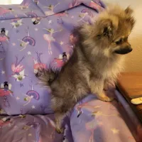 AKC FUZZY BUTT, a female Pomeranian for sale in Lovington, NM – Photo 9 of 10