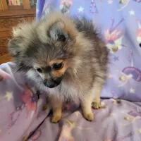 AKC FUZZY BUTT, a female Pomeranian for sale in Lovington, NM – Photo 10 of 10