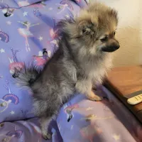 AKC FUZZY BUTT, a female Pomeranian for sale in Lovington, NM – Photo 7 of 10