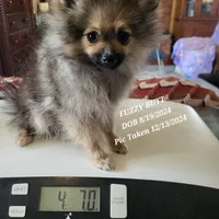 AKC FUZZY BUTT, a female Pomeranian for sale in Lovington, NM – Photo 5 of 10