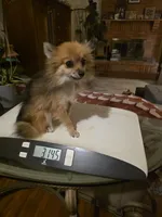 JENNEPOOH AKC "REDUCED", a female Pomeranian for sale in Lovington, NM – 5 of 6