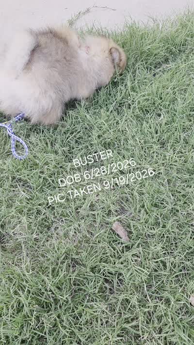 BUSTER AKC "REDUCED", a male Pomeranian for sale in Lovington, NM – 8 of 8