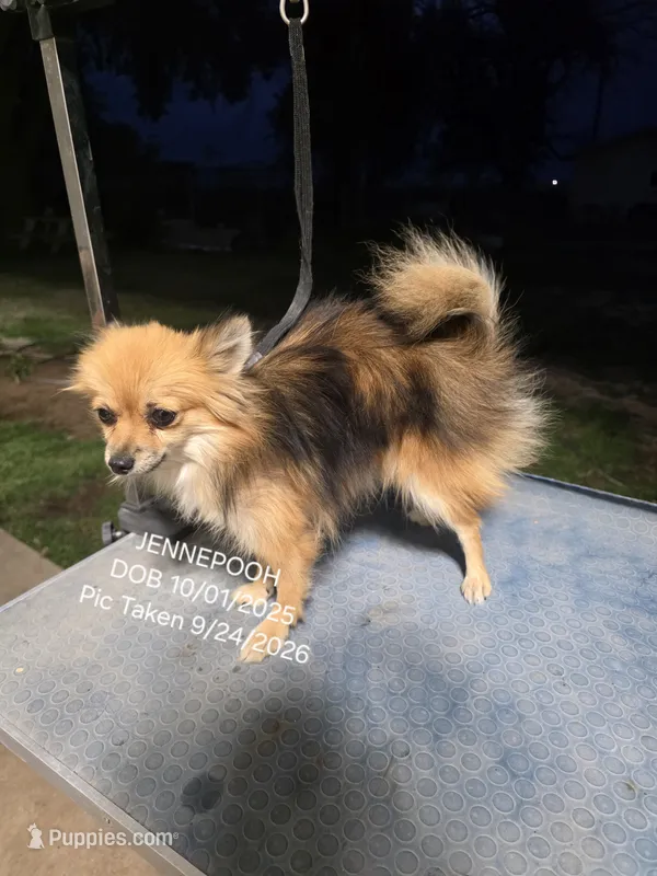 JENNEPOOH AKC "REDUCED" – Pomeranian puppy for sale in Lovington, NM