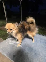 JENNEPOOH AKC "REDUCED", a female Pomeranian for sale in Lovington, NM – 1 of 6