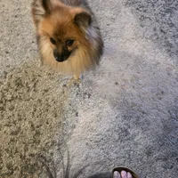 AKC SAMSON, a male Pomeranian for sale in Lovington, NM – Photo 3 of 9