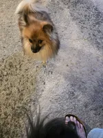 AKC SAMSON, a male Pomeranian for sale in Lovington, NM – Photo 3 of 9