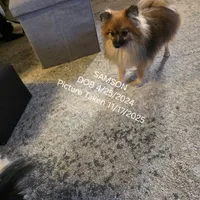 AKC SAMSON, a male Pomeranian for sale in Lovington, NM – Photo 2 of 9