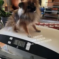 AKC SAMSON, a male Pomeranian for sale in Lovington, NM – Photo 4 of 9