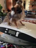 AKC SAMSON, a male Pomeranian for sale in Lovington, NM – Photo 4 of 9