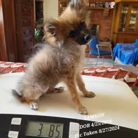 AKC SAMSON, a male Pomeranian for sale in Lovington, NM – Photo 9 of 9