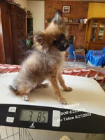 AKC SAMSON, a male Pomeranian for sale in Lovington, NM – Photo 9 of 9