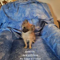 AKC SAMSON, a male Pomeranian for sale in Lovington, NM – Photo 8 of 9