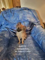 AKC SAMSON, a male Pomeranian for sale in Lovington, NM – Photo 8 of 9