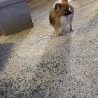 AKC SAMSON, a male Pomeranian for sale in Lovington, NM – Photo 5 of 9