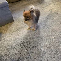 AKC SAMSON, a male Pomeranian for sale in Lovington, NM – Photo 6 of 9