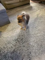 AKC SAMSON, a male Pomeranian for sale in Lovington, NM – Photo 6 of 9