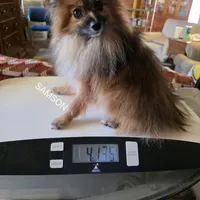 AKC SAMSON, a male Pomeranian for sale in Lovington, NM – Photo 1 of 9