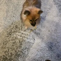 AKC SAMSON, a male Pomeranian for sale in Lovington, NM – Photo 7 of 9