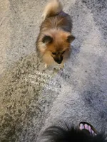 AKC SAMSON, a male Pomeranian for sale in Lovington, NM – Photo 7 of 9