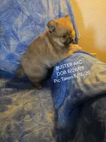 BUSTER AKC "REDUCED", a male Pomeranian for sale in Lovington, NM – 6 of 8