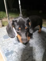 SPIKE "REDUCED", a female Miniature Dachshund for sale in Lovington, NM – 2 of 5