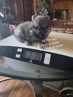 BETSY AKC "REDUCED", a female Pomeranian for sale in Lovington, NM – 2 of 7