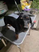 SISTER AKC "REDUCED", a female Miniature Dachshund for sale in Lovington, NM – 4 of 4