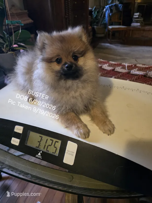 BUSTER AKC "REDUCED" – Pomeranian puppy for sale in Lovington, NM