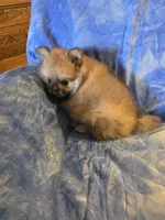 BUSTER AKC "REDUCED", a male Pomeranian for sale in Lovington, NM – 5 of 8