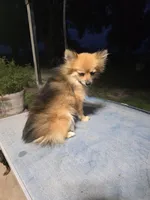 JENNEPOOH AKC "REDUCED", a female Pomeranian for sale in Lovington, NM – 4 of 6