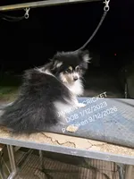  JIMMINE CRICKET "REDUCED", a male Pomeranian for sale in Lovington, NM – 2 of 10