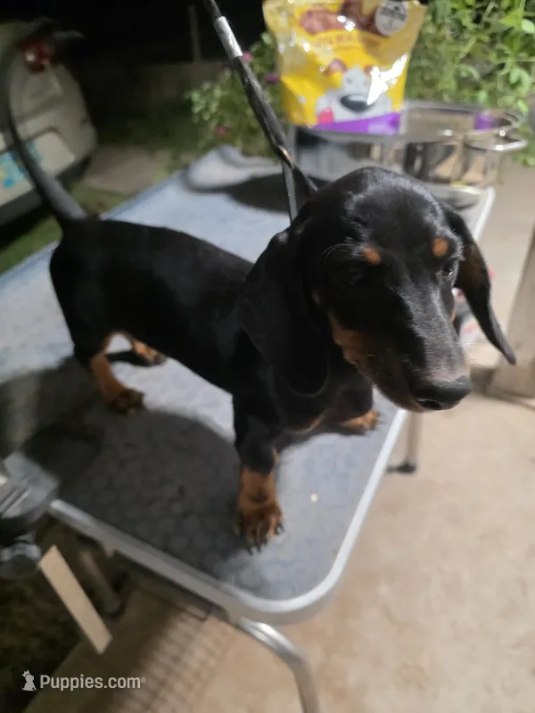 BUDDY AKC "REDUCED" – Miniature Dachshund puppy for sale in Lovington, NM