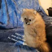 AKC HOPPER, a male Pomeranian for sale in Lovington, NM – Photo 5 of 7