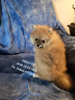 AKC HOPPER, a male Pomeranian for sale in Lovington, NM – Photo 5 of 7