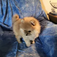 AKC HOPPER, a male Pomeranian for sale in Lovington, NM – Photo 2 of 7