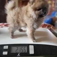 AKC HOPPER, a male Pomeranian for sale in Lovington, NM – Photo 4 of 7