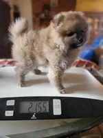 AKC HOPPER, a male Pomeranian for sale in Lovington, NM – Photo 4 of 7