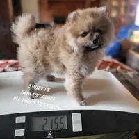 AKC HOPPER, a male Pomeranian for sale in Lovington, NM – Photo 7 of 7