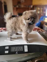 AKC HOPPER, a male Pomeranian for sale in Lovington, NM – Photo 7 of 7