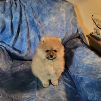 AKC HOPPER, a male Pomeranian for sale in Lovington, NM – Photo 6 of 7