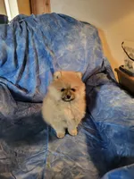 AKC HOPPER, a male Pomeranian for sale in Lovington, NM – Photo 6 of 7